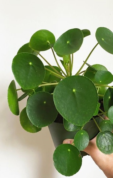 plant de Pilea en pot en intérieur